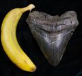 Megalodon tooth compared to a Banana.